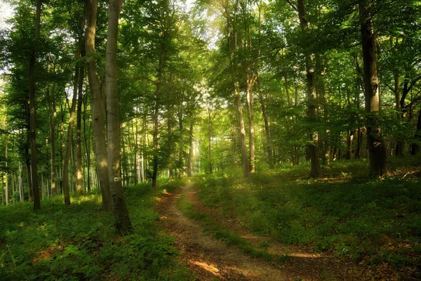 Μονοπάτι Στο Πολύχρωμο Πράσινο Δάσος Άνοιξη Στην Ουγγαρία — Φωτογραφία Αρχείου