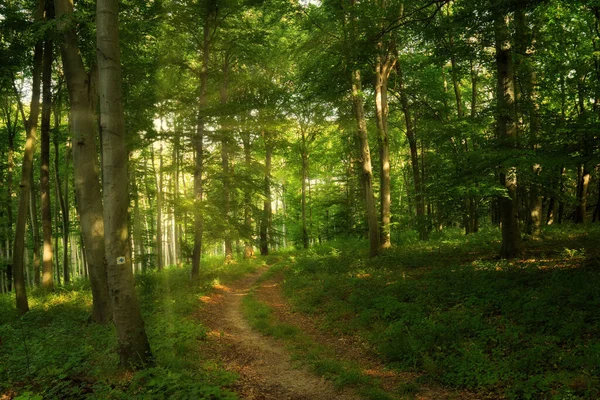 Sentier Dans Forêt Verte Colorée Printemps Hongrie — Photo