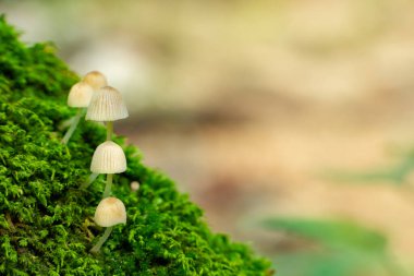 Ağaç gövdesindeki mantarların yakın plan fotoğrafı.