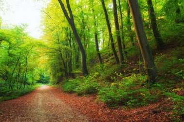 Güzel renkli sonbahar ormanındaki patika.