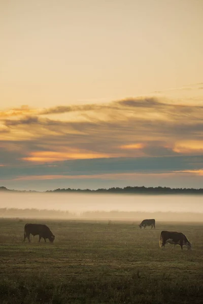 早上在雾蒙蒙的牧场上放牛 — 图库照片