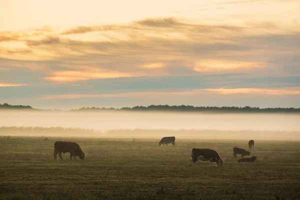 Vacas Pasto Niebla Por Mañana —  Fotos de Stock