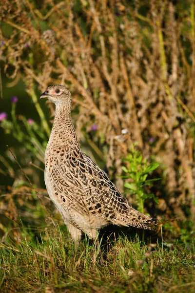 Female Pheasant Bird Grass — Stock Photo, Image