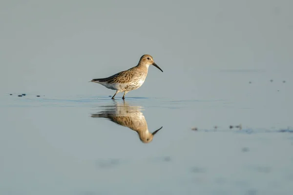 Pássaro Areia Madeira Zonas Húmidas — Fotografia de Stock