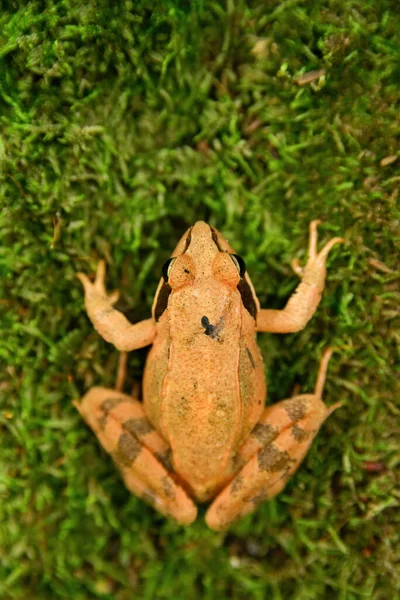 Close Photo Agile Frog Rana Dalmatina Sitting Moss — Stock Photo, Image
