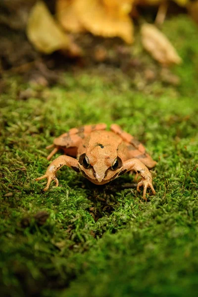 Foto Vicino Una Rana Agile Rana Dalmatina Seduta Sul Muschio — Foto Stock