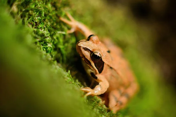 Foto Vicino Una Rana Agile Rana Dalmatina Seduta Sul Muschio — Foto Stock