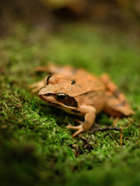 Foto Vicino Una Rana Agile Rana Dalmatina Seduta Sul Muschio — Foto Stock