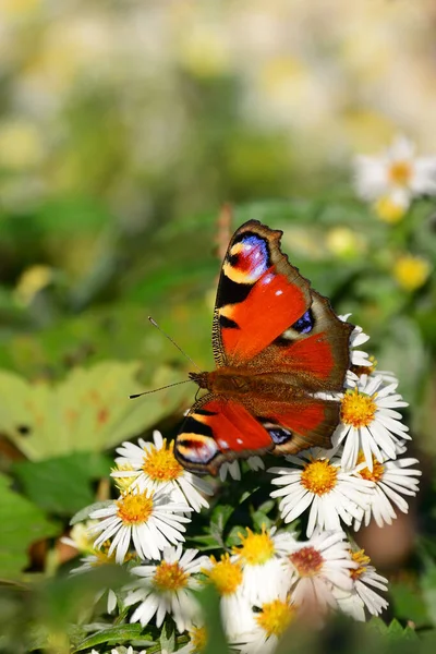 Aglais European Peacock Butterfly Flower — Stock Photo, Image