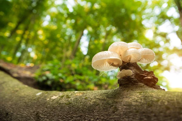 Nahaufnahme Von Pilzen Auf Dem Baumstamm — Stockfoto