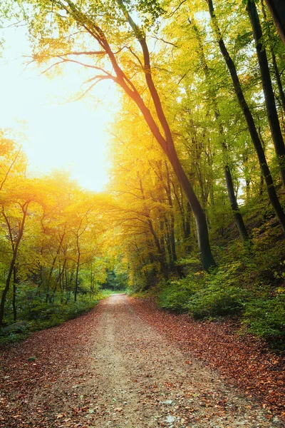 Sendero Hermoso Bosque Otoño Colorido — Foto de Stock