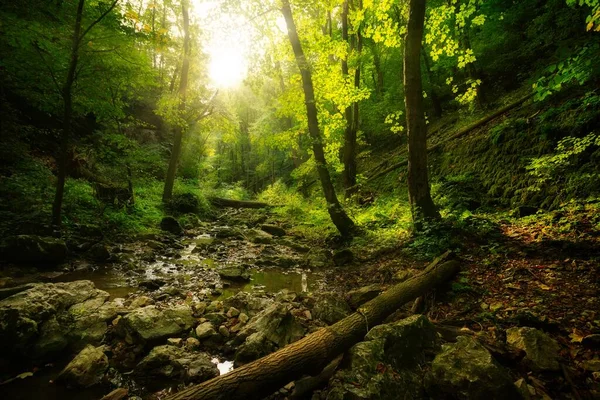 Sonbahar Ormanında Akan Dere — Stok fotoğraf