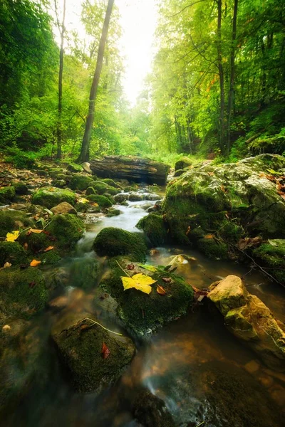 Fluxo Fluxo Floresta Outono — Fotografia de Stock