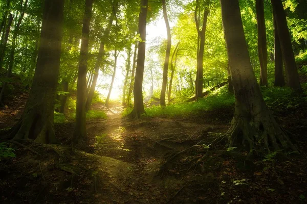 Große Bäume Wald Mit Schönen Lichtstrahlen — Stockfoto