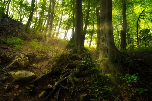 Alter Baum Mit Großen Wurzeln Sonnigen Wald — Stockfoto