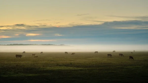 早上在雾蒙蒙的牧场上放牛 — 图库照片
