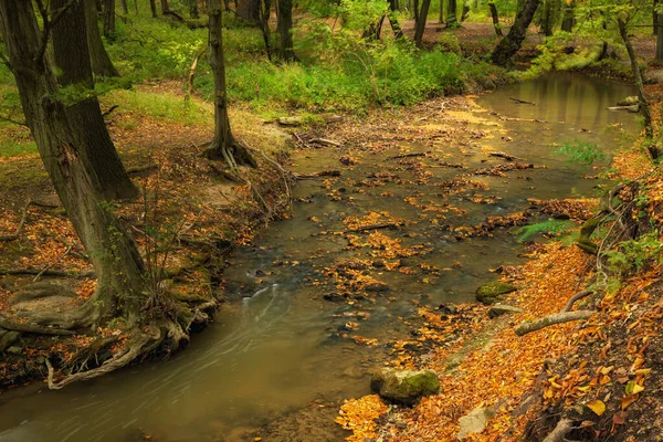 Fluir Bosque Otoñal — Foto de Stock