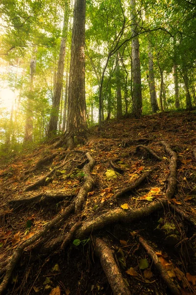 Old Tree Big Roots Sunny Forest — Stock Photo, Image