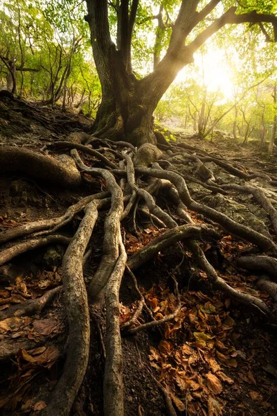 Starý Strom Velkými Kořeny Slunném Lese — Stock fotografie