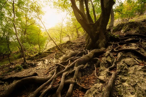 Alter Baum Mit Großen Wurzeln Sonnigen Wald — Stockfoto