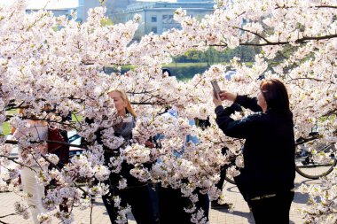 Vilnius. Litvanya - 04 22 2019: Chiune Sugihara parkında sakura ağacı çiçeklerinde bir arkadaşının fotoğrafını çeken kadın