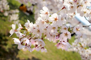 Yeşil çim arka plan üzerinde Beyaz Japonya kiraz çiçekleri
