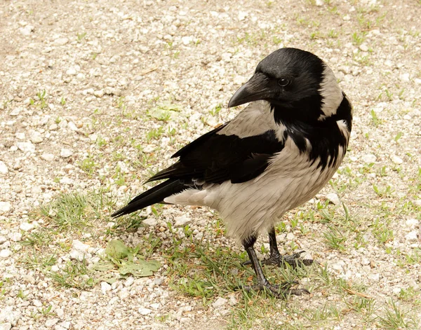 Wildkrähe posiert an einem sonnigen Frühlingstag auf einer Parkstraße — Stockfoto