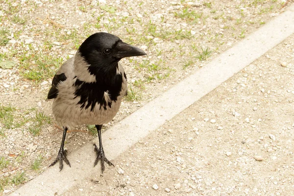 Wild crow posing on a park road on spring sunny day — Stock Photo, Image