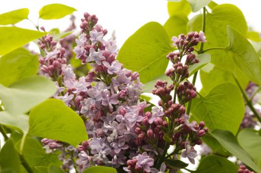 Tomurcukları ve yeşil yaprakları ile Bahar çiçekleri leylak dalı