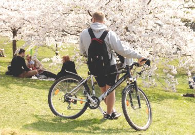 Vilnius Litvanya - 04 22 2019: İlkbaharda Sakura çiçeklerinin tadını çıkaran bisikletli ve sırt çantasıolan adam