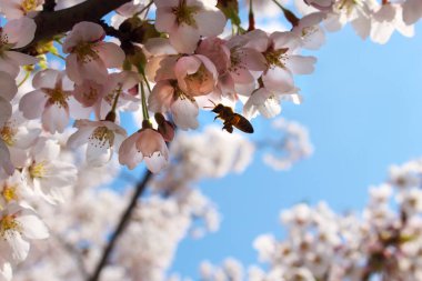Parlak güneşli bir günde Sakura çiçek uçan Arı