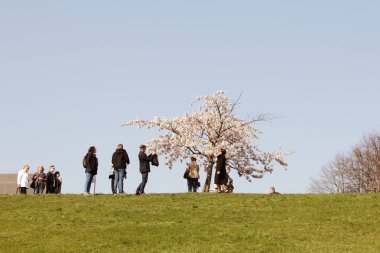 Vilnius, Litvanya - 04 22 2019: Sugihara parkında fotoğraf çeken ve açan sakura ağaçlarının tadını çıkaran insanlar