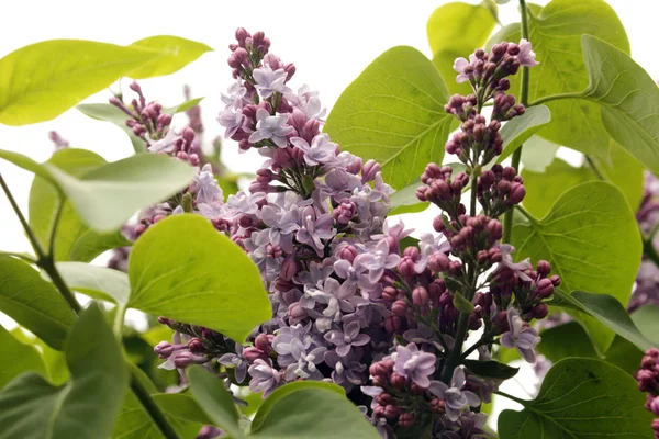 Çiçek ve yeşil yaprakları ile Bahar leylak dalı