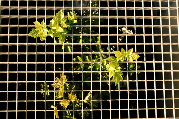 Árvore de bordo jovem crescendo através da grade de metal no dia ensolarado da primavera — Fotografia de Stock