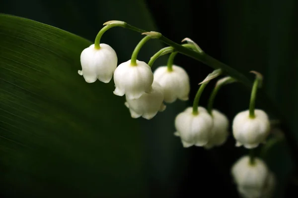 Lys de la vallée fleurs sur fond de feuille vert foncé — Photo