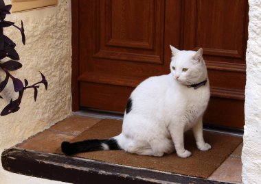 Kapının yanındaki merdivenlerde oturan beyaz kedi