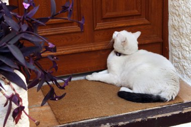 Kapının yanındaki merdivenlerde yatan beyaz kedi
