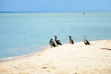 Mavi su deniz plajı ve mavi gökyüzü arka plan üzerinde dört siyah karabatak