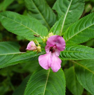Yeşil yapraklarla çevrili vahşi pembe orman çiçeği