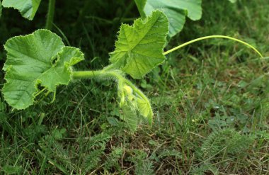 Çim arka plan taze yeşil kabak asma
