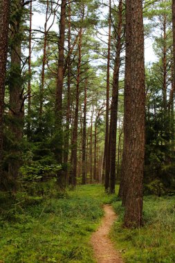 Mavi gökyüzü ile ormanda derin sarma sallanan titrek yol
