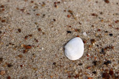 Küçük beyaz deniz kabuğu yarısı kum makro üzerinde yalan