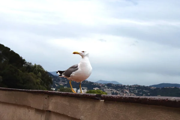 Seagull sitter på gränsen till blå himmel och stadsbilden bakgrund — Stockfoto