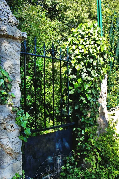 Puerta metálica envejecida con vides verdes alrededor bloqueando la entrada — Foto de Stock
