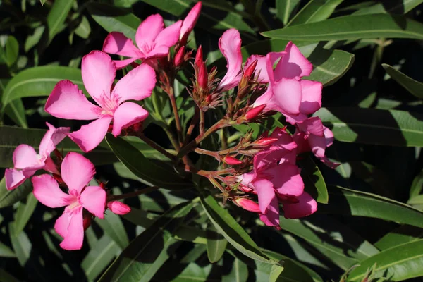 Bos van kleine roze Petal bloemen op groene hedge verlaat achtergrond — Stockfoto