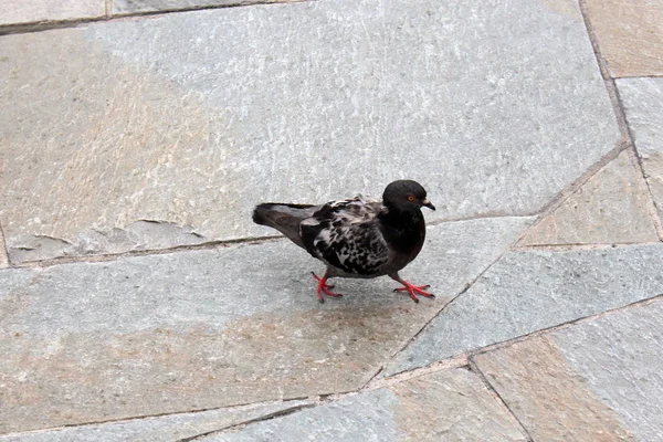 Proud Gray City Pigeon går på kakel trottoaren — Stockfoto