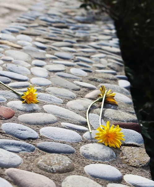 Tres dientes de león amarillos envejecidos en banco de piedra secándose al sol — Foto de Stock