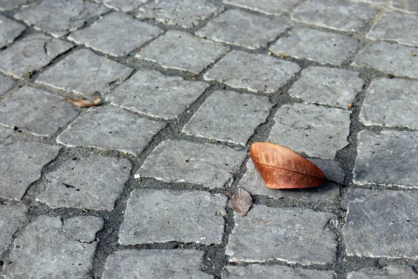 Сухий коричневий осінній закручений лист лежить один на цегляній плитці дороги — стокове фото