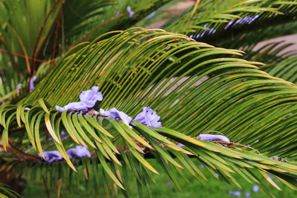 Folha de palmeira verde com pequenas flores roxas — Fotografia de Stock