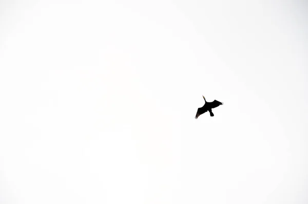 Fekete madár Kormorán repülő szabad a világos égbolt háttérben — Stock Fotó